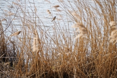 rietgors#(20250329)a vogels
