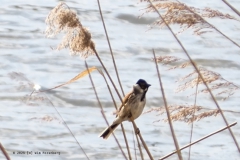 rietgors#(20250329)aa vogels