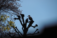 reiger#(20240410) vogels