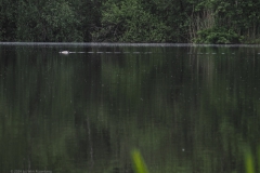 eend#(20240509) vogels