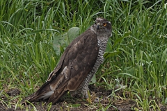 havik#(20210511) vogels