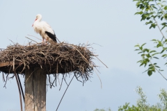 ooievaar#(20230514) vogels