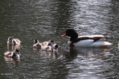 eend#(20230514) vogels