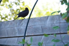 merel#(20230603)a vogels