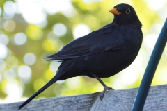 merel#(20230603)aa vogels
