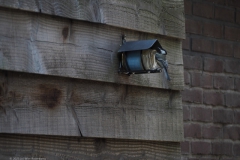 koolmees#(20230603) vogels