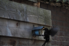 merel#(20230603)b vogels