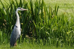 reiger#(20230604) vogels
