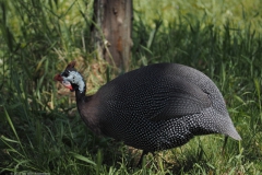 parelhoen#(20230604) vogels