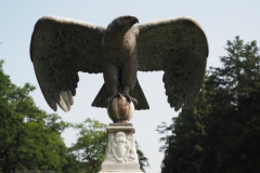 adelaar#(20240607) vogels