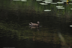 eend#(20240607) vogels