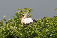 ooievaar#(20240607)b vogels