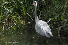 reiger#(20240607) vogels