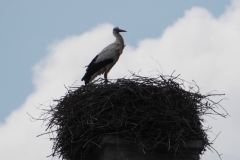 ooievaar#(20240607)a vogels