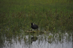 meerkoet#(20240614) vogels