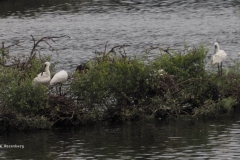 lepelaar#(20240614)a vogels