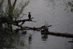 aalscholver#(20240614)b vogels
