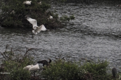 lepelaar#(20240614)b vogels