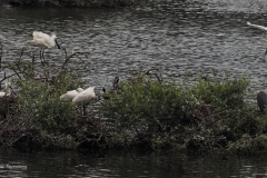 lepelaar#(20240614)c vogels