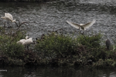 lepelaar#(20240614)d vogels