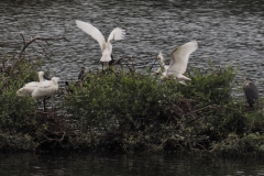 lepelaar#(20240614)e vogels