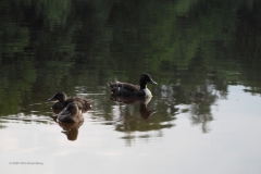 eend#(20200619) vogels