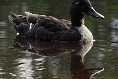 eend#(20200619)a vogels