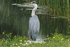reiger#(20220625) vogels
