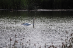 zwaan#(20220729) vogels