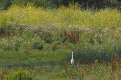 reiger#(20220729) vogels