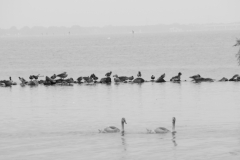 watervogels#(20230824)zw vogels