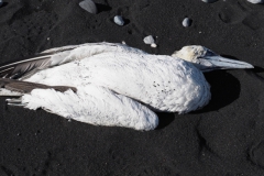 jan-van-gent#(20220901)a vogels
