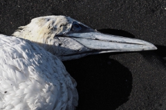 jan-van-gent#(20220901)aa vogels
