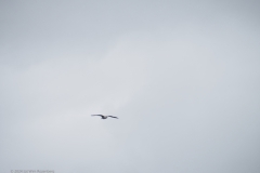 meeuw#(20240902)a vogels