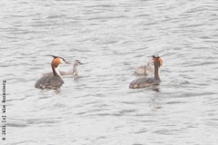 fuut#(20210923) vogels