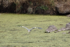 reiger#(20141106)a vogels
