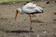 ooievaar#(20141106)a vogels