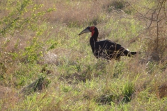 hoornraaf(20141106) vogels