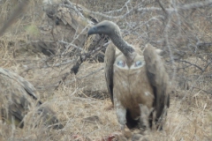 gier#(20141107) vogels