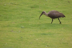 ibis#(20141112) vogels