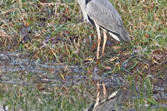 reiger#(20211210) vogels