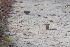 vink#(20211210) vogels