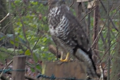 buizerd#(20211210) vogels