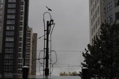 kraai#(20191011) vogels