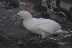 jan-van-gent#(20191120) vogels