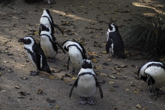 pinguin#(20191120) vogels