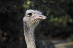 struisvogel#(20191120) vogels