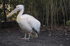 pelikaan#(20191120) vogels