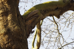 specht#(20191130) vogels