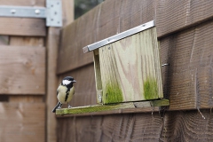 koolmees#(20191222)a vogels